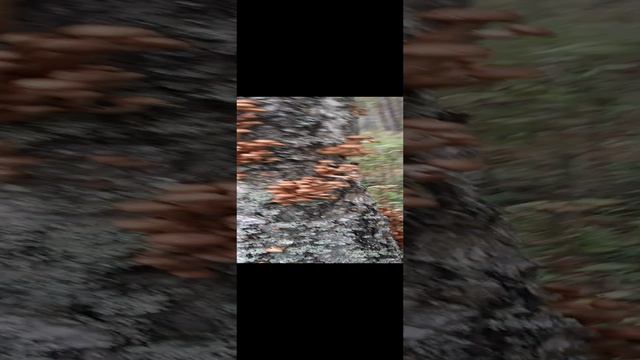 Тихая охота🍁🍂💛🌿