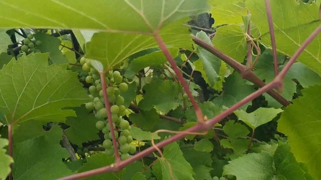 Во что верили наши бабушки ? бабушкины приметы и поверья смотреть онлайн