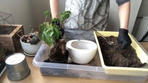 Фикус микрокарпа. Пересадка бонсай