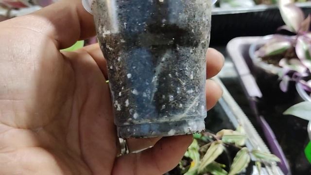 результат укоренения традесканции из посылки. 23.10.23.? смотреть онлайн