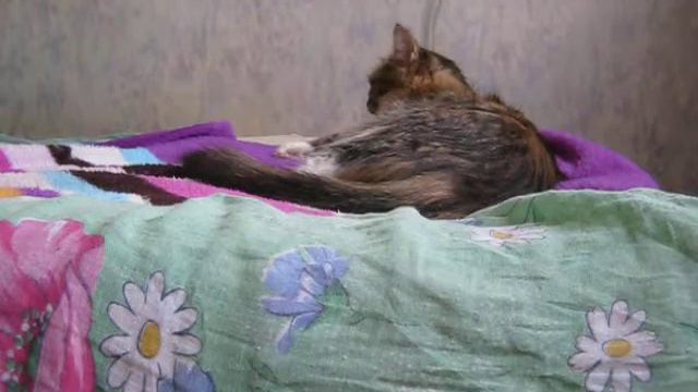 Кошка огорчена музыкальной некомпетентностью хозяина смотреть онлайн