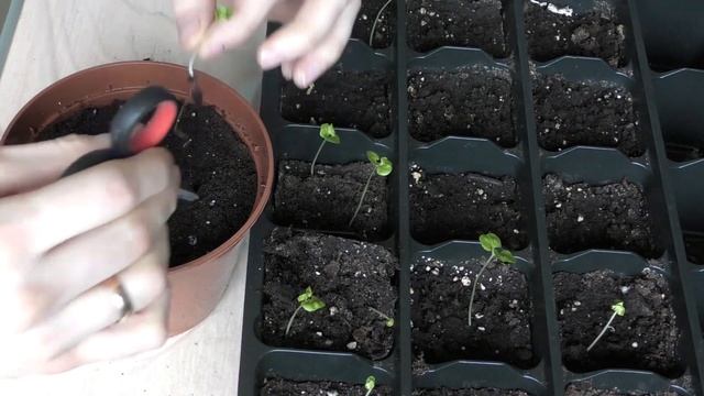 Гранат из косточки в домашних условиях Пересадка сеянцев граната Семья Булатовых смотреть онлайн