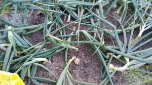 УБОРКА РЕПЧАТОГО ЛУКА. Как определить спелость лука