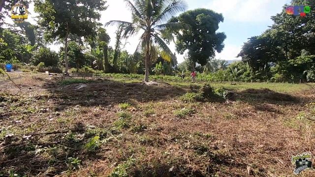 PLANTING PAK CHOI & USING WEED WACKER FOR THE FIRST TIME ON OUR FARM. ST . MARY JAMAICA... смотреть онлайн