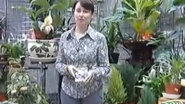 62 Семена - версальская клумба смотреть онлайн