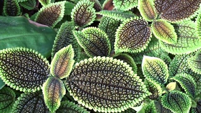 Pilea involucrata (Sims) Urban смотреть онлайн