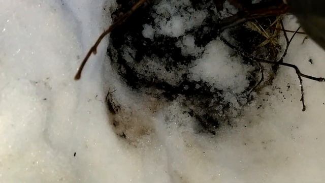 Лещина. Зимняя посадка срезанной веткой. 20.01.2023 смотреть онлайн