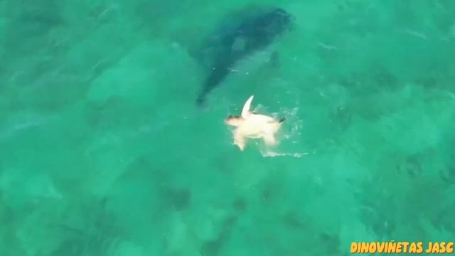 ZOOLOPEDIA: GALEOCERDO CUVIER смотреть онлайн