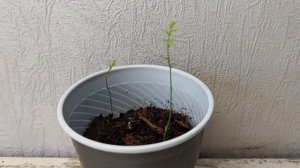 АСПАРАГУС ИЗ СЕМЯН  ПОСЕВ, ВСХОДЫ И Т.Д
