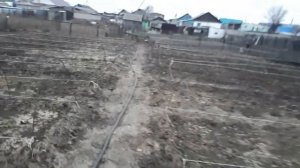 Эксперимент. Сеем семена ремонтантной ежевики Блек Джем.