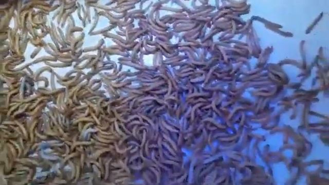 Tenebrio molitor processing video смотреть онлайн