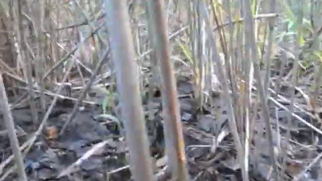 Лесные грибы подосиновики, грузди.Белые грибы В лес за грибами смотреть онлайн