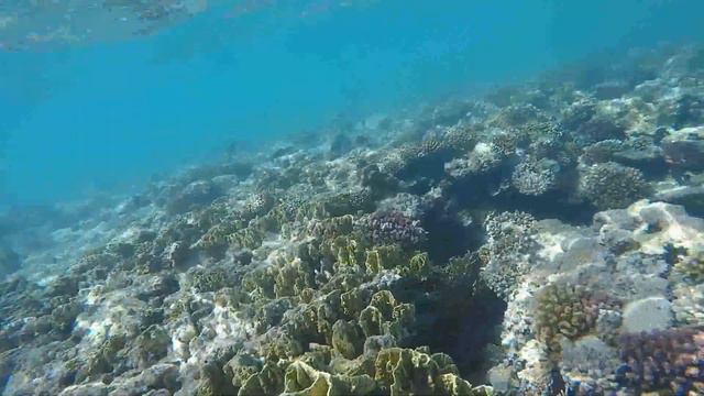 Makadi Baу риф северная стенка коралла смотреть онлайн