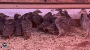 КЕКЛИКИ. РАЗВЕДЕНИЕ КЕКЛИКОВ [2021год]. ASIAN KEKLIK. СОДЕРЖАНИЕ КЕКЛИКОВ.КУРОПАТКА.