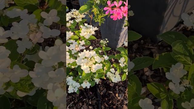 метельчатая гортензия полестар ( rispenhortensie polestar ) 23.06.23 смотреть онлайн