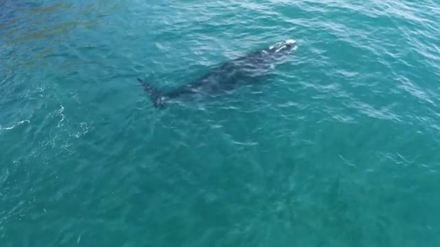 Подводный Мир Океана.? Звуки китов.?