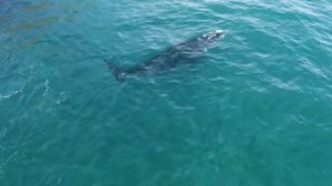 Подводный Мир Океана.? Звуки китов.?