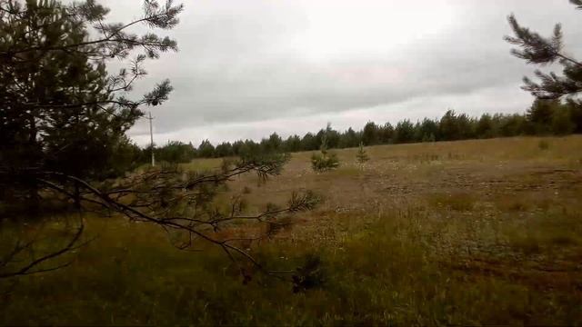 ЯГОДЫ, ГРИБЫ, МЕТАЛ И МОНЕТКИ ПОСЛЕДНИЙ КОП С МД-4030 смотреть онлайн