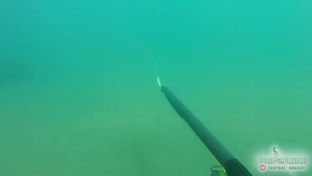 100% манок Трещётка  Чтобы приманить 2020, Spearfishing