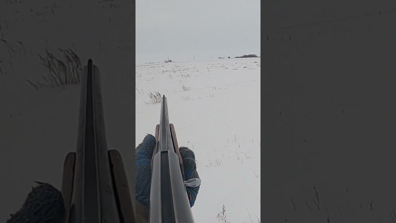 Любопытный заяц, после выстрела отбежал и встал на задние лапы #охота #охотаназайца смотреть онлайн