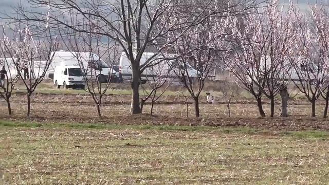Легавые смотреть онлайн