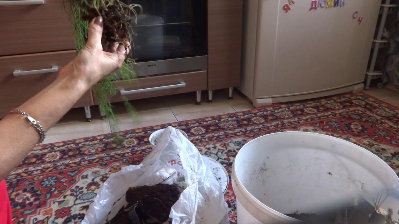 Комнатные цветы/растения. Рипсалис-Хатиора. Пересадка-обновление. Цветение гибискуса.