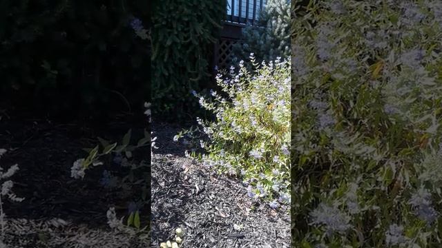 Perennial: Blue Beard смотреть онлайн