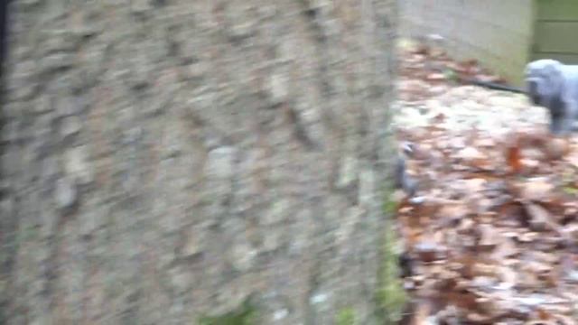 blue sharpei puppy 10 weeks old смотреть онлайн