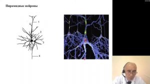 Гистология. Нервная система: Головной мозг
