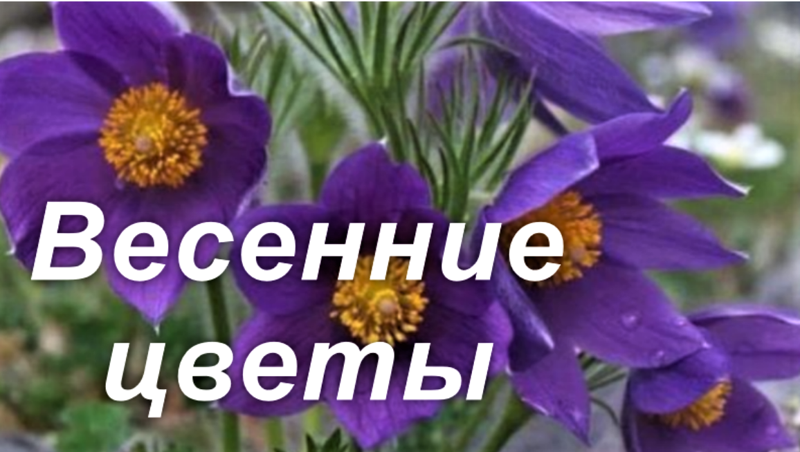 Весенние цветы смотреть онлайн