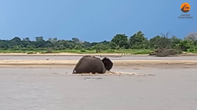 Elephant Swings Crocodile Biting its Tail смотреть онлайн