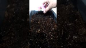 Как повысить всхожесть семян  цветов (астры)