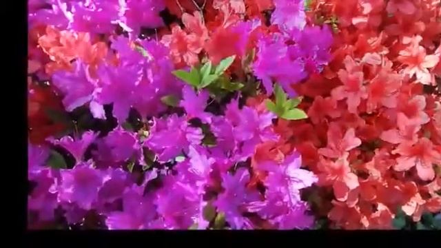 Послушай меня мамочка моя смотреть онлайн