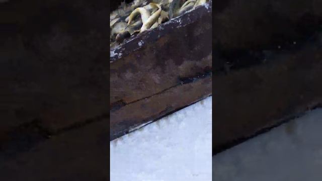 Рыбалка в рыбном на Сахалине смотреть онлайн