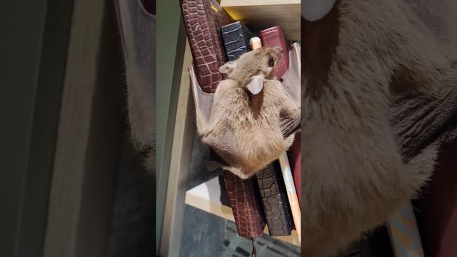 умная мышь #летучаямышь #животныедома #природа #зоопарк #рептилии #крылан #фруктовый #ночные смотреть онлайн