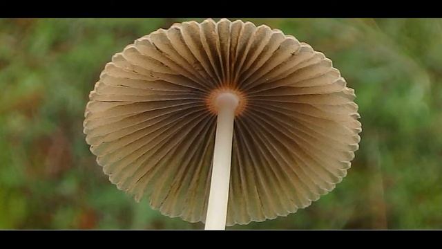 Parasola auricoma Greece by Theo Fotiadis смотреть онлайн