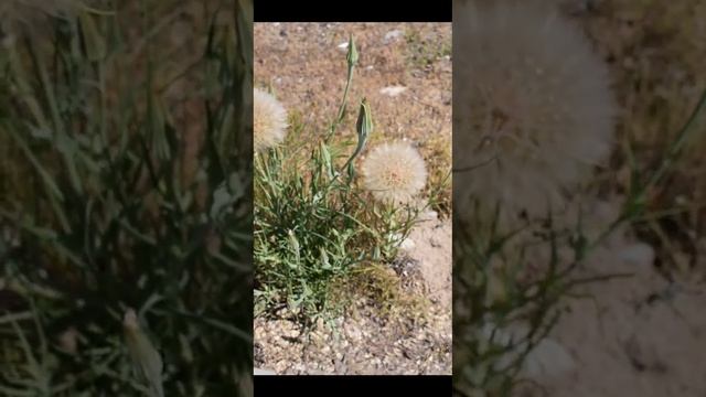 "Шапочка" козлобородника как у одуванчика! смотреть онлайн