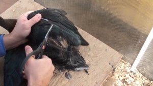 Индоутки, Содержание, Часть-9, Обрезаем крылья у индоуток