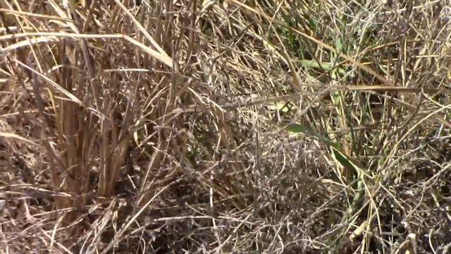 2 Rattlesnakes and 1 Garter Snake - Baby Rattler With An Attitude. смотреть онлайн