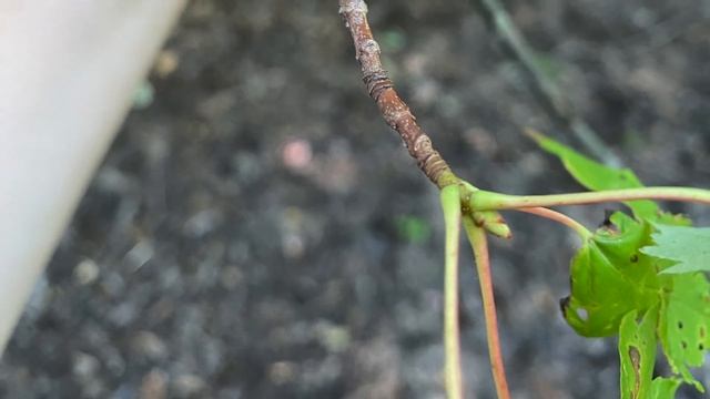 Acer rubrum (Sapindaceae) red maple смотреть онлайн