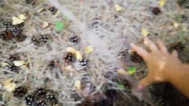 САМАЯ ЛУЧШАЯ МУЛЬЧА В ЛЕСУ.ПОЕЗДКА В СОСНОВЫЙ ЛЕС.СОБИРАЕМ МУЛЬЧУ ДЛЯ ЦВЕТОВ. смотреть онлайн