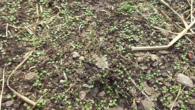 Stevia Seedlings 6 Days Old смотреть онлайн