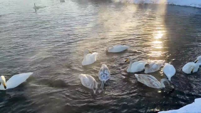 Бескрайние красоты Алтая/Лебединый заказник/оз.Светлое, Советский район. смотреть онлайн