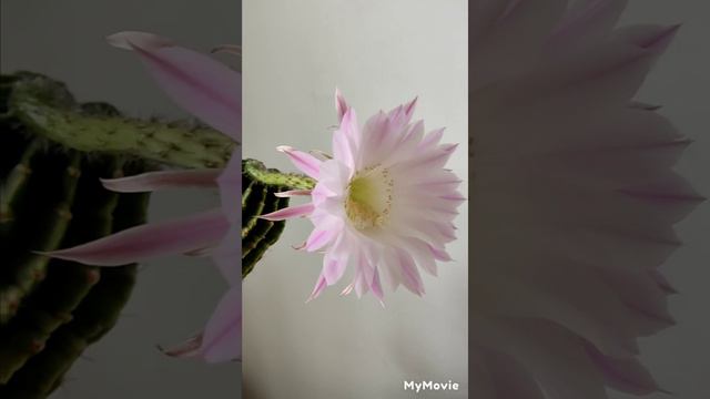 Чудо, у меня расцвел кактус! смотреть онлайн