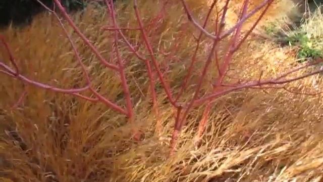 Hakonechloa macra, Hakonegras im Winter смотреть онлайн