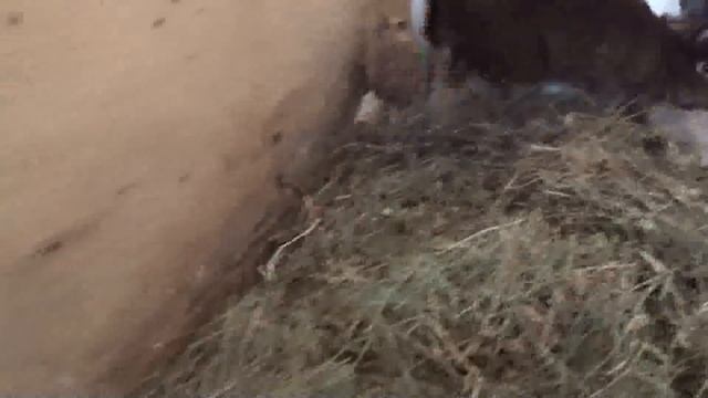 Впервые в России сатиновые кролики редких окрасов смотреть онлайн