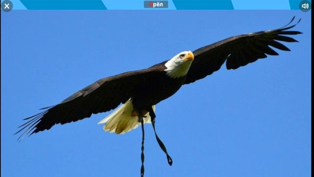 Развивающие игры для детей онлайн. Птицы. смотреть онлайн