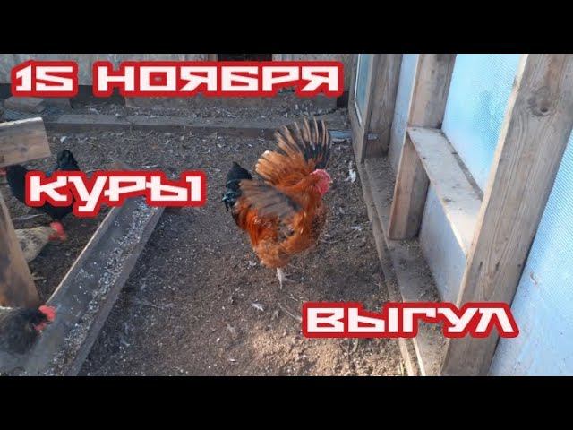 Середина ноября. Мои курочки.... смотреть онлайн