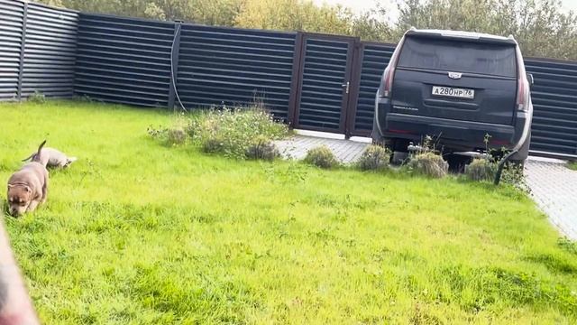 Шестой день отдыха. Знакомим с нашим новым сожителем. Рассуждение на тему 