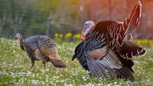 Звук индюка, как кричит индюк